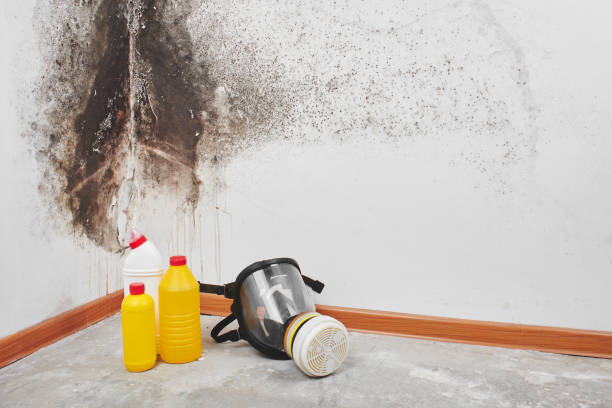 Apache, OK Mold Removal Company