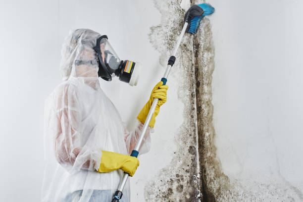 Apache, OK Mold Removal Company