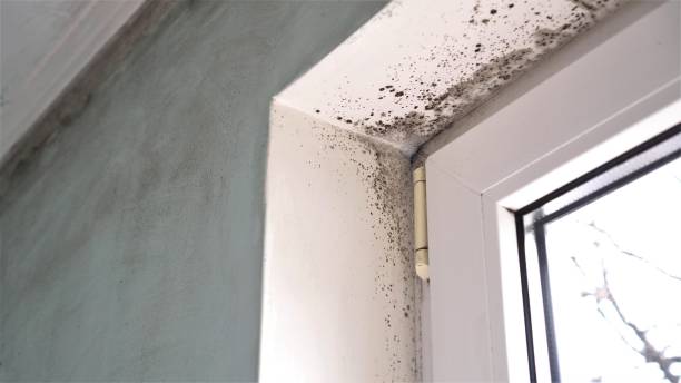 Best Mold Inspection  in Apache, OK