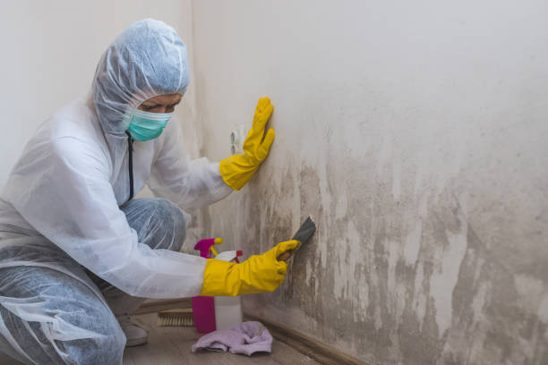 Best Toxic Mold Removal  in Apache, OK