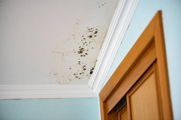 Best Attic Mold Removal  in Apache, OK
