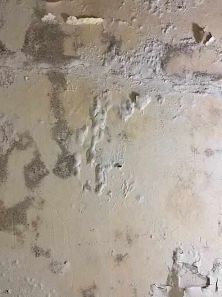 Best Emergency Mold Removal  in Apache, OK