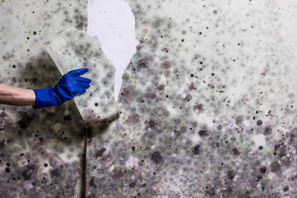  Apache, OK Mold Removal Pros